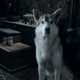 Nymeria